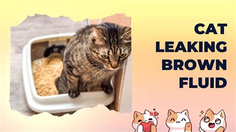 cat leaking brown fluid from anus|Cat Leaking Brown Fluid (Reasons, Symptoms